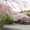 あたご山公園（医王院）