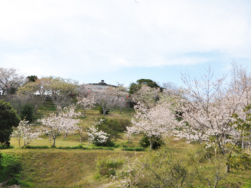 平草原公園 白浜町 公園 和歌山情報サイト ぐるわか