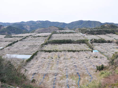 和歌山 梅林