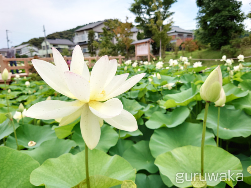 舞妃蓮の郷はす公園 ハスの花 御坊市 公園 和歌山情報サイト ぐるわか