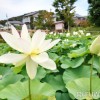 舞妃蓮の郷はす公園（ハスの花）