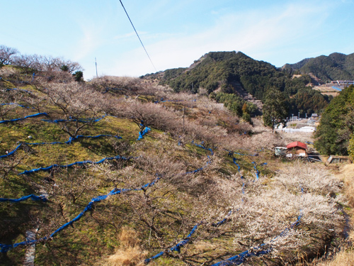 梅林 和歌山 南部梅林は休園中、でも「いももち」は今年も休まず営業：朝日新聞デジタル