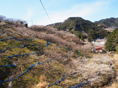 和歌山 梅林