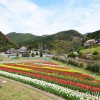 チューリップ畑（広川町下津木）