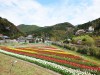 チューリップ畑 広川町