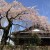 野長瀬家の枝垂桜